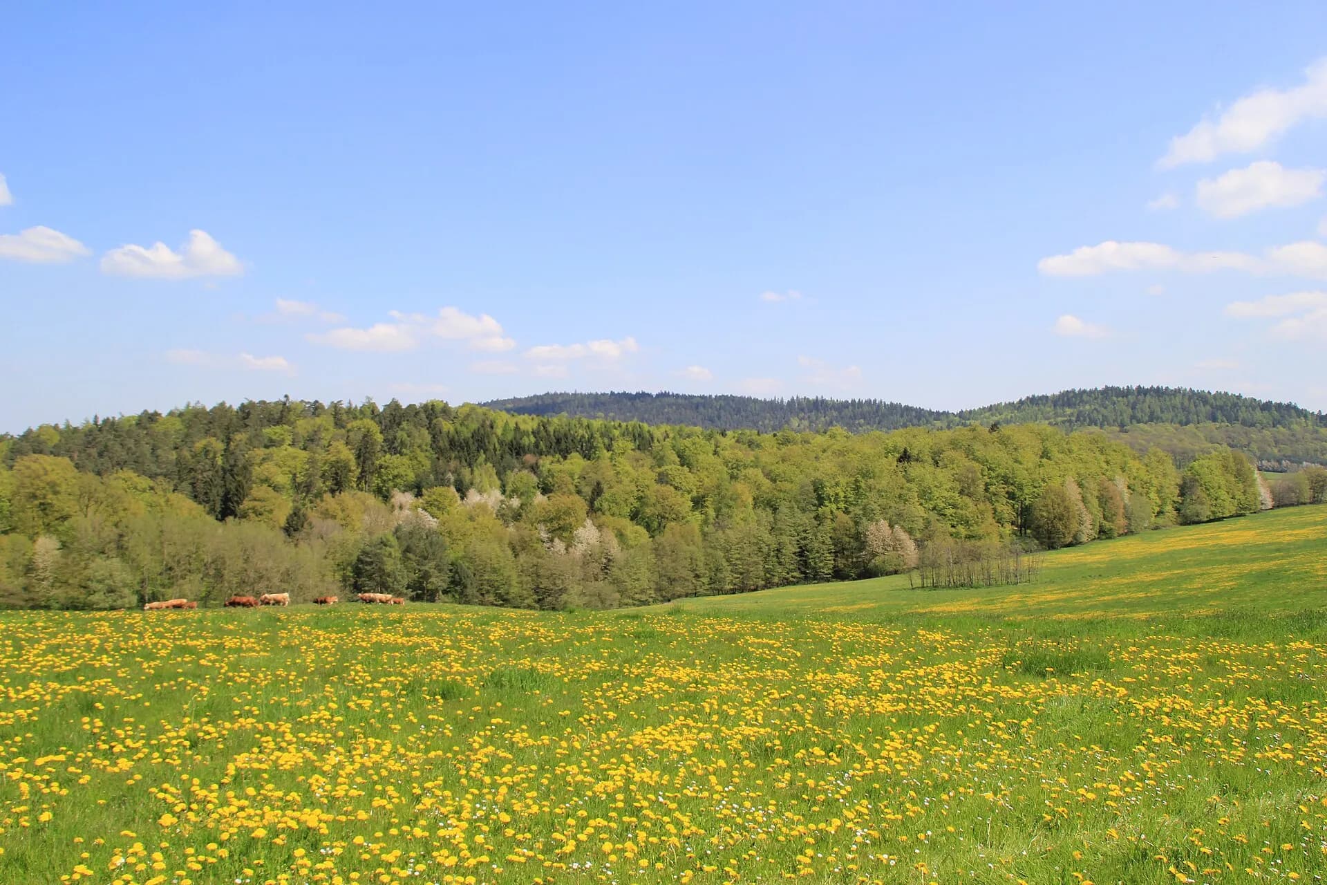 Vorderer Gleisberg, Franzosenkopf und Hoher Berg bei Westerngrund
