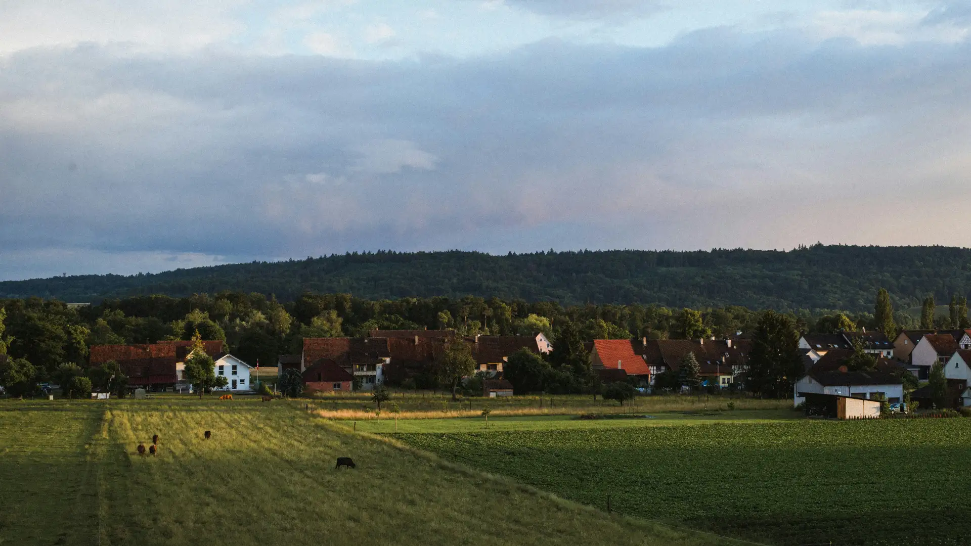 Dorfrand mit Weiden und Kühen vor bewaldetem Höhenzug