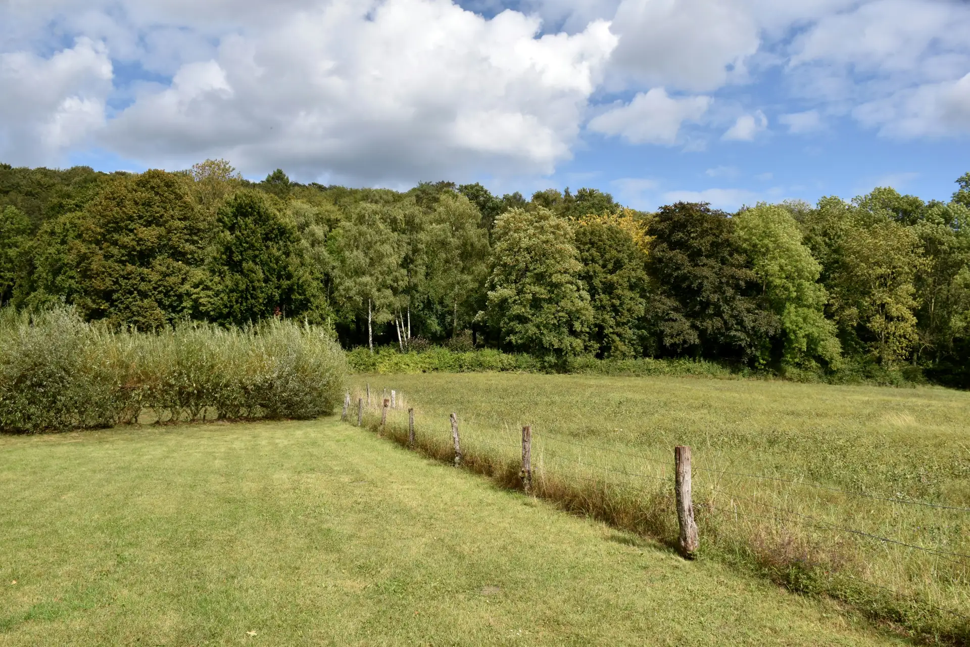 Eingezäunte Wiese am Rand eines Laubwalds