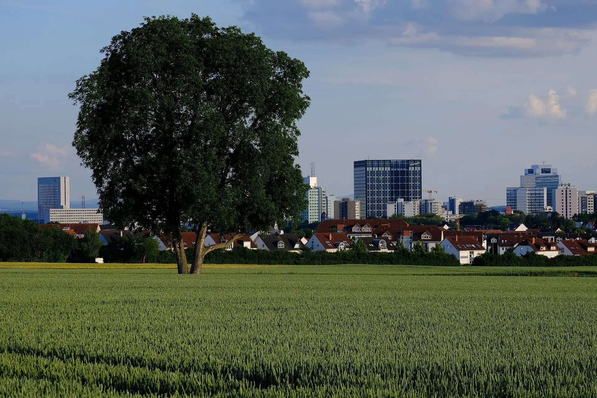 Naturdenkmal Nussbaum in der Feldflur von Eschborn