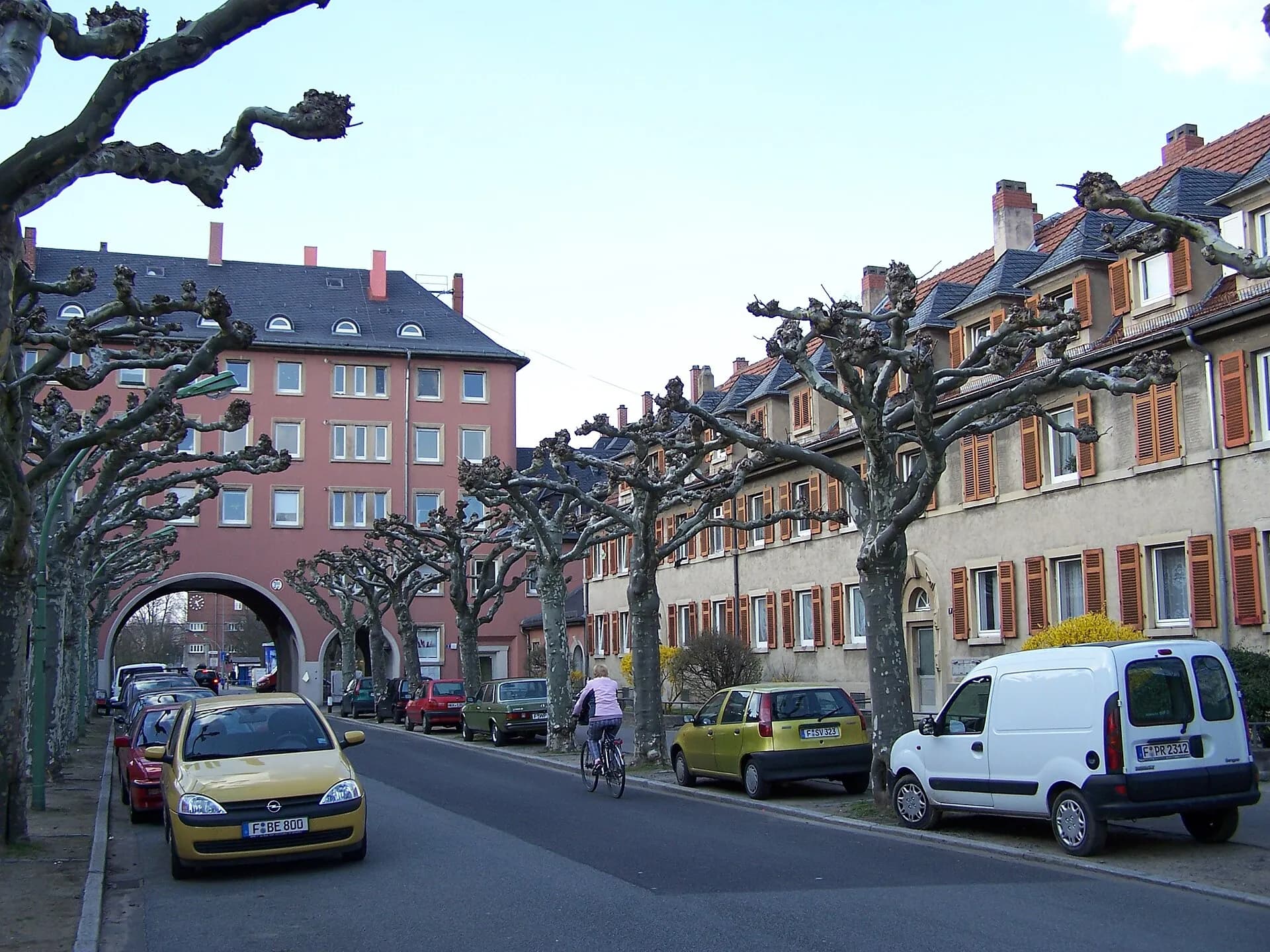 Schäfflestraße mit Platanenreihe in Frankfurt Riederwald