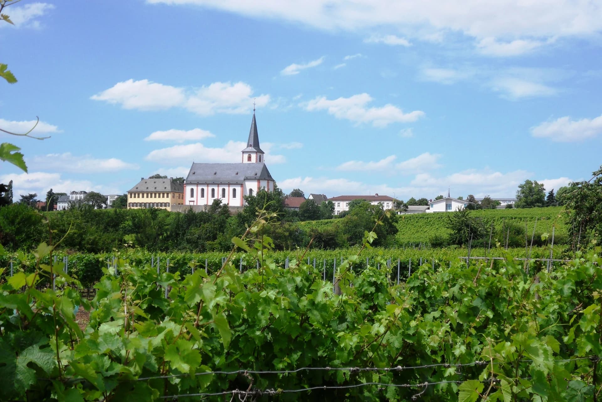 Ortssilhouette von Hochheim am Main mit der Pfarrkirche über den Weinbergen